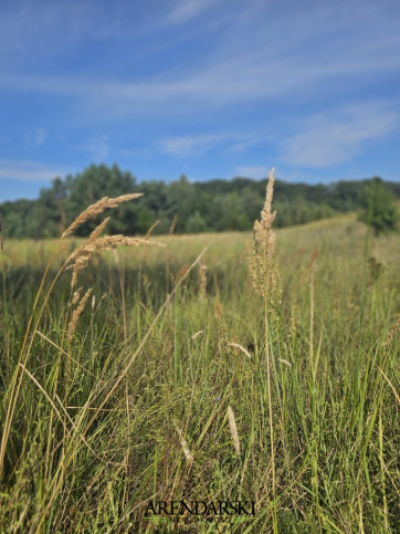 Działka Sprzedaż Bogdaniec 11