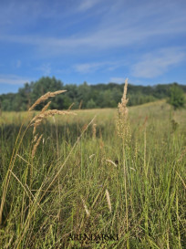 Działka Sprzedaż Bogdaniec